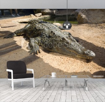 Picture of Cocodrilo del Nilo